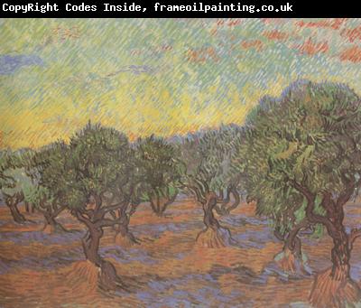 Vincent Van Gogh Olive Grove:Orange Sky (nn04)
